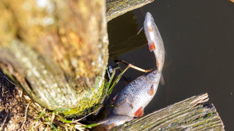Nu er der nyt om massedød af fisk i stor nordjysk sø | Nordjyske.dk