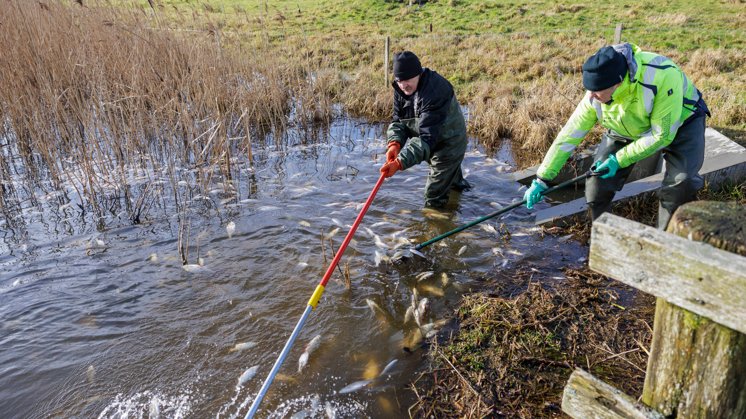 Nu er der nyt om massedød af fisk i stor nordjysk sø | Nordjyske.dk