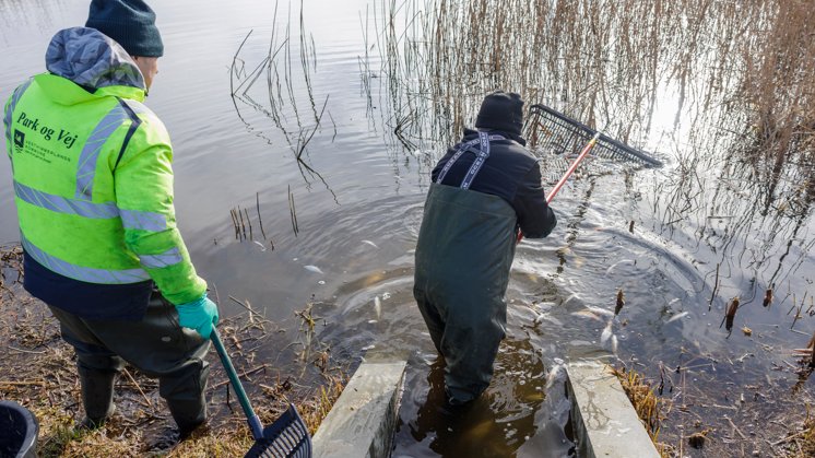 Nu er der nyt om massedød af fisk i stor nordjysk sø | Nordjyske.dk