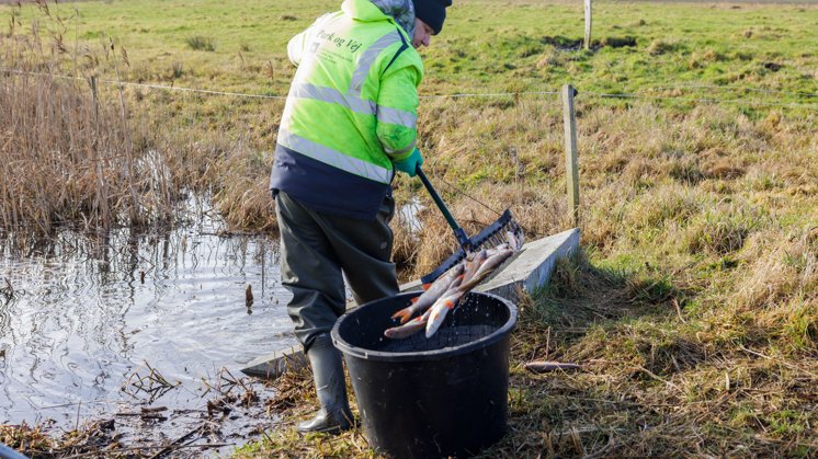 Nu er der nyt om massedød af fisk i stor nordjysk sø | Nordjyske.dk