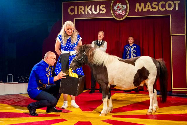 Der er både ponyer, grise, æsel og en gås med, når Cirkus Mascot giver forestilling i Dronninglund Hallerne.