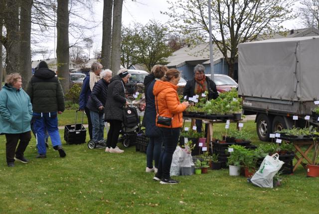 Besøg det traditionelle plantemarked i Lystanlægget i Fjerritslev lørdag den 27. april.