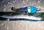 Sjælden søslange fundet på strand i Nordjylland