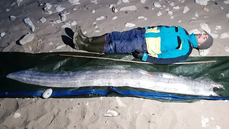 Sjælden søslange fundet på strand i Nordjylland