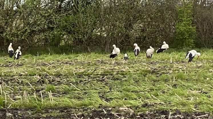 Mange storke er lige nu på besøg i Nordjylland