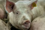 Kæmpe svinefarm tjener 357 millioner kroner