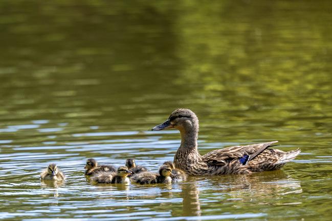 S Blev Det For r Br nderslev LigeHer nu s-blev-det-for-r-br-nderslev-ligeher-nu