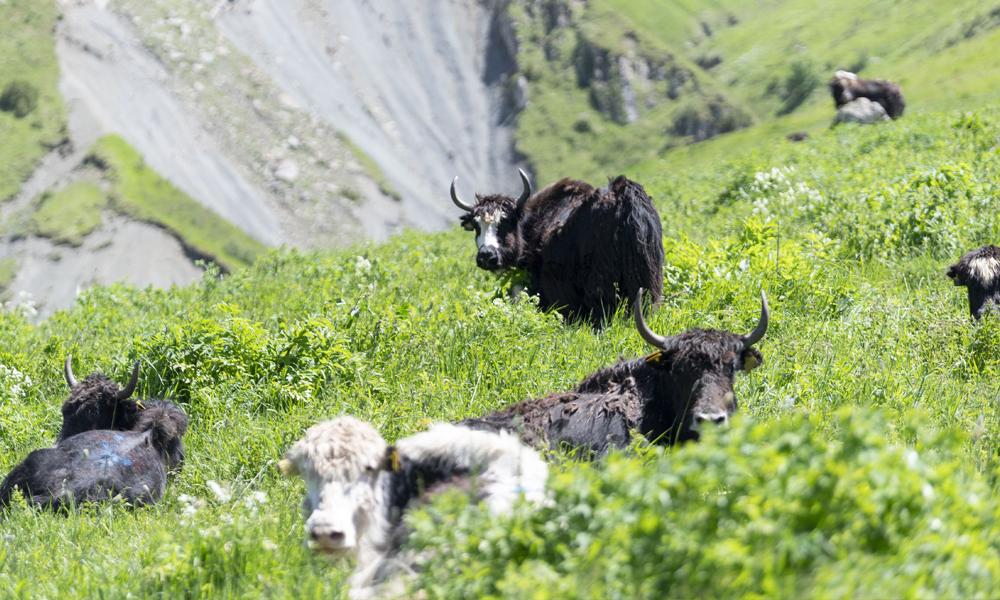 En yakokse vejer mellem 500 og 1.200 kg og der er altså tale om gods i den tunge ende. En yakokse vejer mellem 500 og 1.200 kg og der er altså tale om gods i den tunge ende.