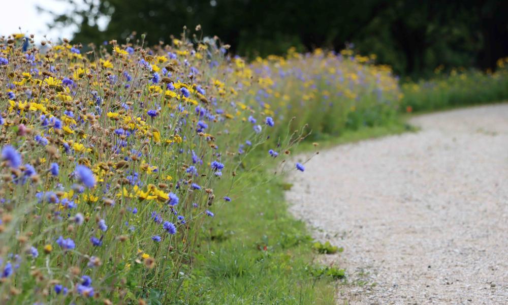 Let it bee specialiseret sig i at rådgive om, hvordan virksomheder kan gøre en dokumenteret forskel for naturen og øge biodiversiteten ved at oprette biodiversitetsanlæg Let it bee specialiseret sig i at rådgive om, hvordan virksomheder kan gøre en dokumenteret forskel for naturen og øge biodiversiteten ved at oprette biodiversitetsanlæg