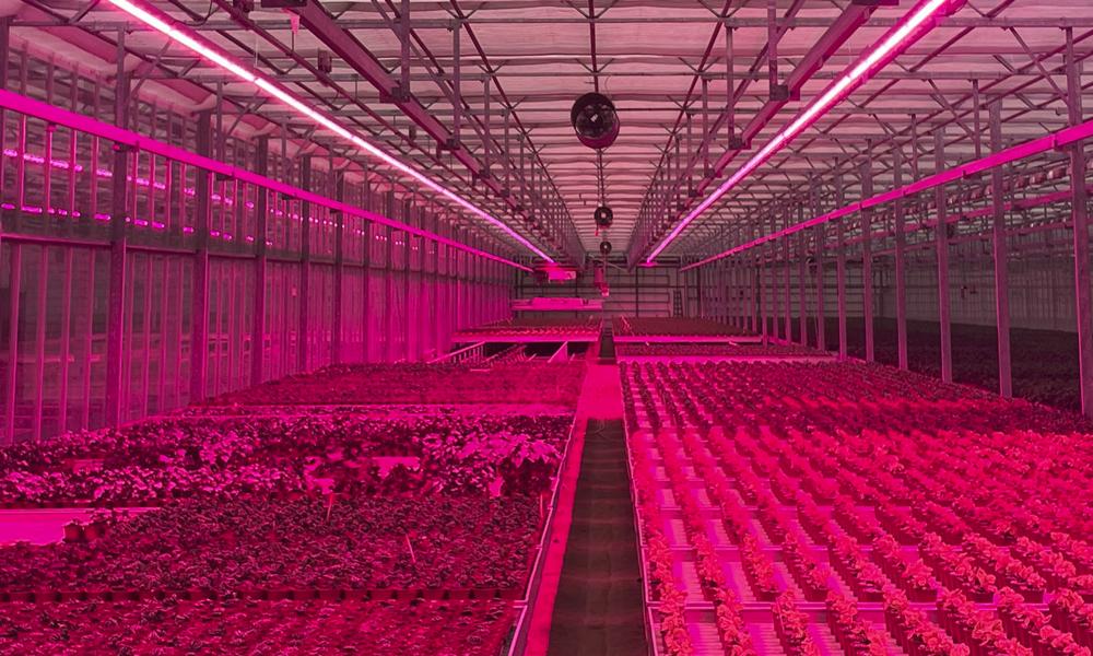 Hos LED Ibond er af de store fokusområder belysning til drivhuse, der kan øge sæsonen for dansk produktion af frugt og grønt. Hos LED Ibond er af de store fokusområder belysning til drivhuse, der kan øge sæsonen for dansk produktion af frugt og grønt.