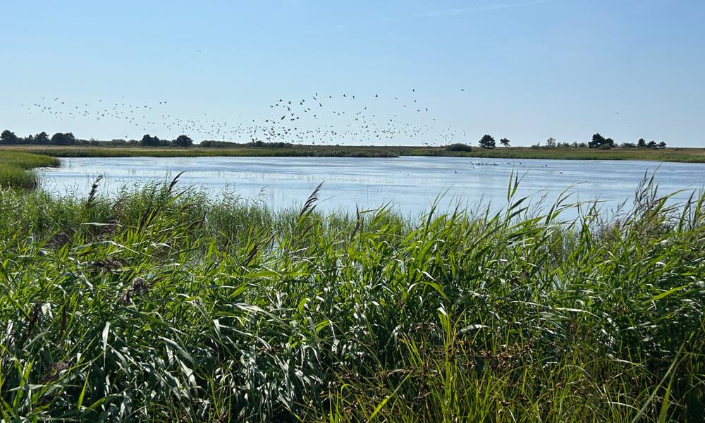 Nyt naturområde med vådområder til vadefugle ved Rødbyhavn på Lolland. Nyt naturområde med vådområder til vadefugle ved Rødbyhavn på Lolland.