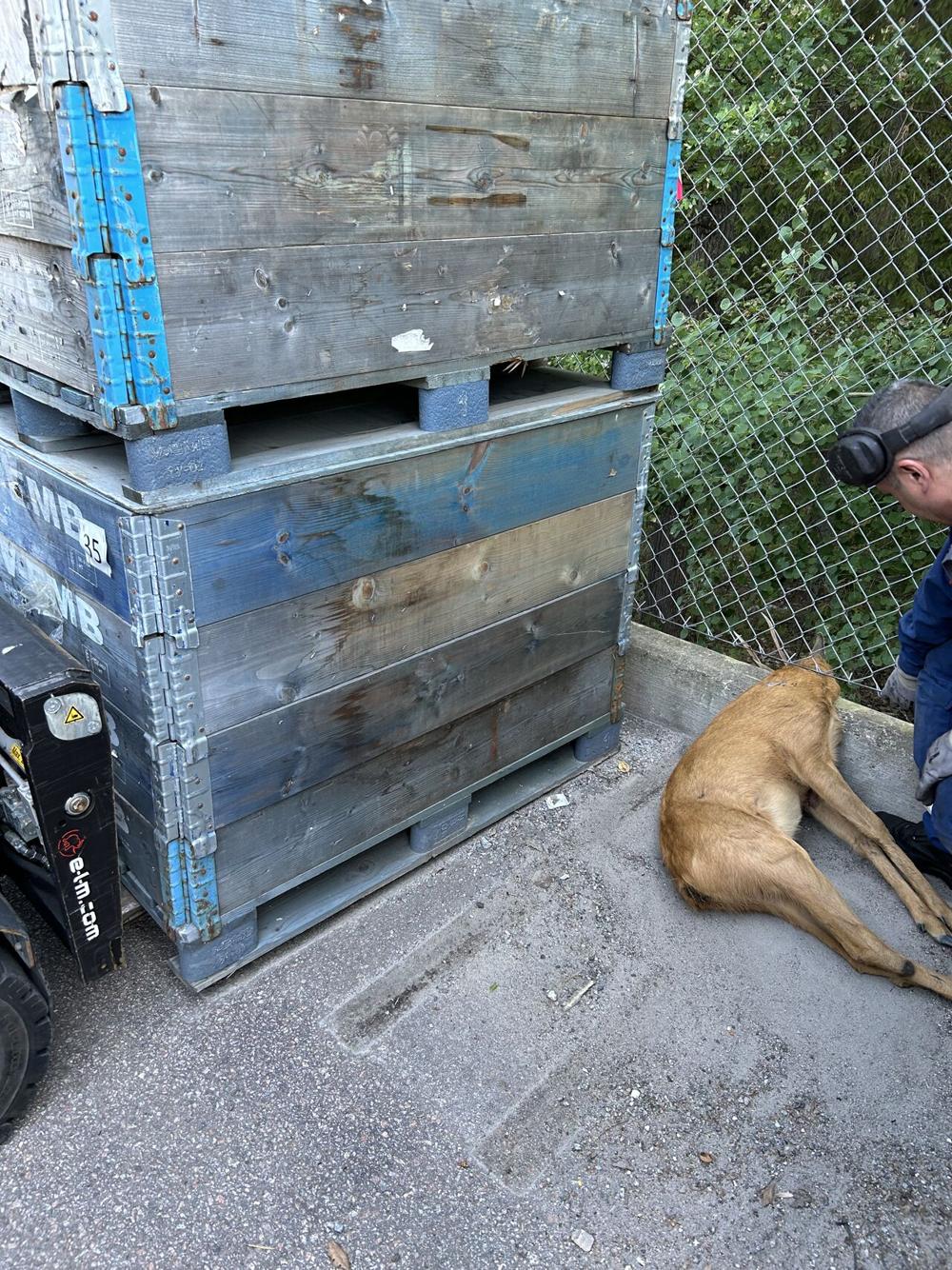Råbocken hade fastnat i stängslet. Råbocken hade fastnat i stängslet.