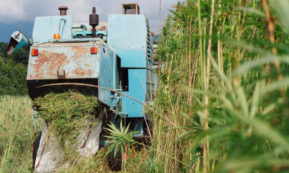 Høst af hamp, der afprøves i byggeri med støtte fra arbejdslegatforløbet Implement Materials. Høst af hamp, der afprøves i byggeri med støtte fra arbejdslegatforløbet Implement Materials.