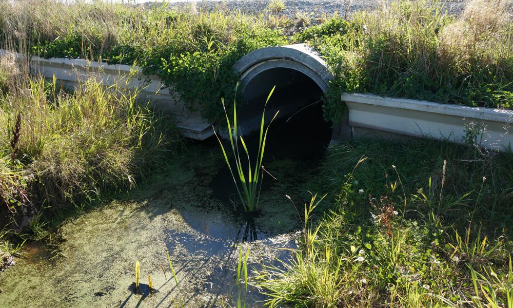 Biodiversitet spiller en stor rolle i Favrholm, hvor der skal bygges stribevis af blandt andet nye boliger. Biodiversitet spiller en stor rolle i Favrholm, hvor der skal bygges stribevis af blandt andet nye boliger.