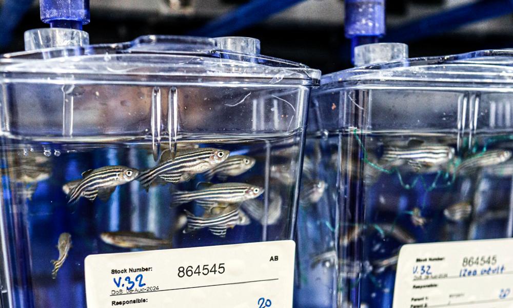 Zebrafisken (Danio rerio) tillhör familjen karpfiskar och är inhemsk i sötvattensmiljöer i Sydasien, där den finns i Indien, Pakistan, Bangladesh, Nepal och Bhutan. Här simmar den i en av KI:s otaliga vattentankar. Zebrafisken (Danio rerio) tillhör familjen karpfiskar och är inhemsk i sötvattensmiljöer i Sydasien, där den finns i Indien, Pakistan, Bangladesh, Nepal och Bhutan. Här simmar den i en av KI:s otaliga vattentankar.