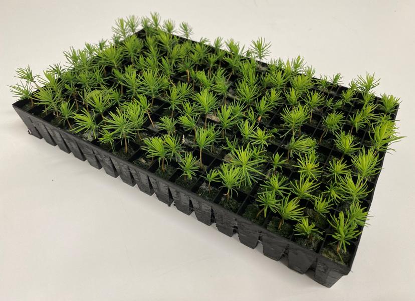 SweTree Technologies utvecklar en fabrik för effektiv och omfattande produktion av snabbväxande och resistenta skogsplantor SweTree Technologies utvecklar en fabrik för effektiv och omfattande produktion av snabbväxande och resistenta skogsplantor