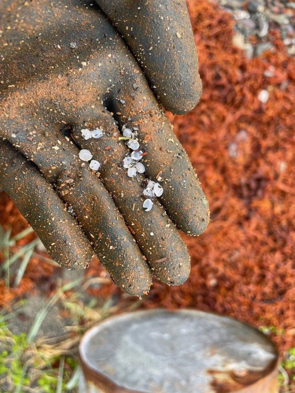 Grieg Seafoods utslipp av over 35 millioner plastkuler i Laksefjorden i Finnmark har fått alvorlige konsekvenser for miljøet og dyrelivet. Grieg Seafoods utslipp av over 35 millioner plastkuler i Laksefjorden i Finnmark har fått alvorlige konsekvenser for miljøet og dyrelivet.