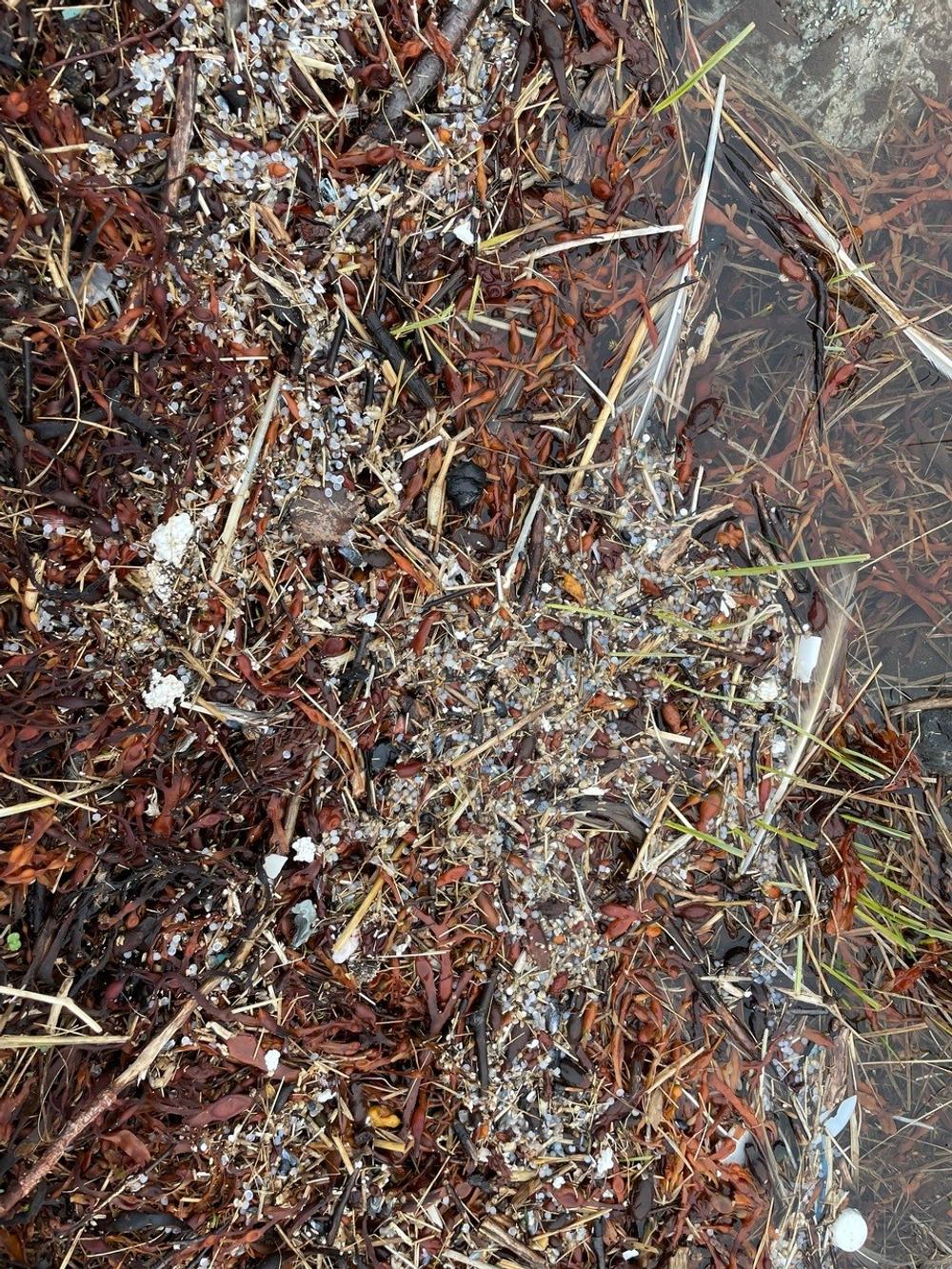 Grieg Seafoods utslipp av over 35 millioner plastkuler i Laksefjorden i Finnmark har fått alvorlige konsekvenser for miljøet og dyrelivet. Grieg Seafoods utslipp av over 35 millioner plastkuler i Laksefjorden i Finnmark har fått alvorlige konsekvenser for miljøet og dyrelivet.