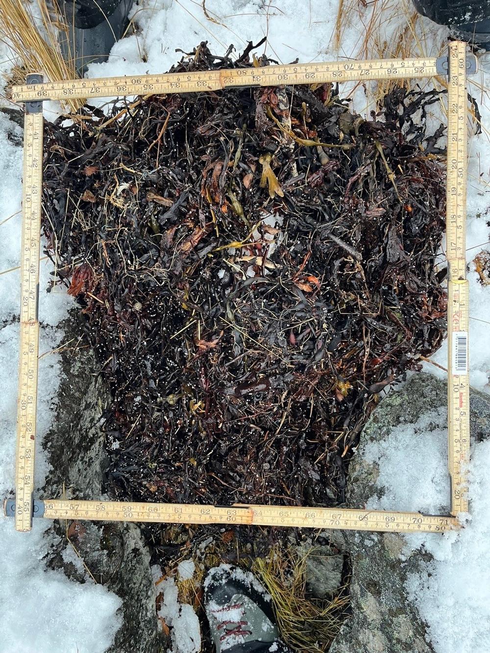 Grieg Seafoods utslipp av over 35 millioner plastkuler i Laksefjorden i Finnmark har fått alvorlige konsekvenser for miljøet og dyrelivet. Grieg Seafoods utslipp av over 35 millioner plastkuler i Laksefjorden i Finnmark har fått alvorlige konsekvenser for miljøet og dyrelivet.