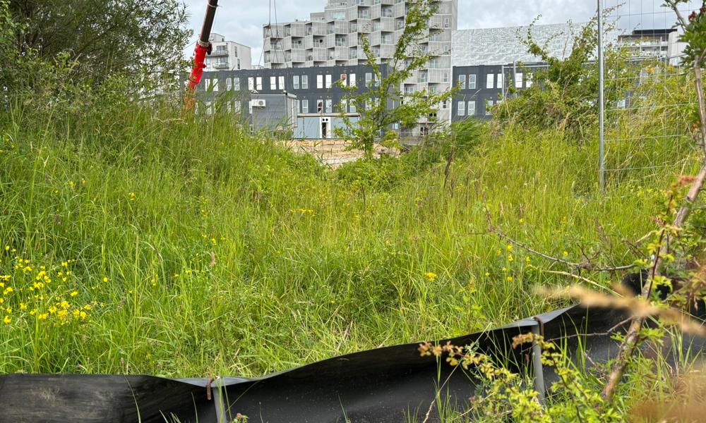 De midlertidige skolebygninger bliver opført med hensyn til en fredet frøart, der holder til i området. De midlertidige skolebygninger bliver opført med hensyn til en fredet frøart, der holder til i området.