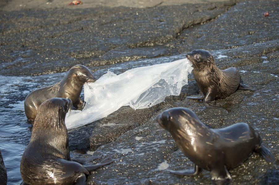 To Selunger (Arctocephalus galapagoensis) leker med plastfolie, Galapagos. To Selunger (Arctocephalus galapagoensis) leker med plastfolie, Galapagos.