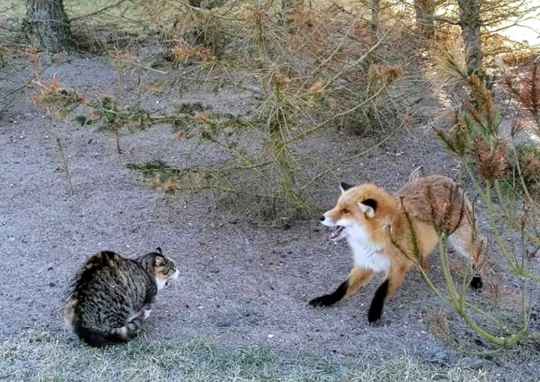 - Hvæs! Katten og ræven var tydeligvis ikke gode venner, da de mødte hinanden i Blokhus forleden morgen. Privatfoto: Gitte Seniger