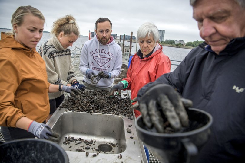 Blåmuslinger er fantastiske, både for miljøet og på tallerkenen. Anne, Emily og Morten var med, da erfarne muslinge-dyrkere delte ud af deres erfaringer på kanten af Limfjorden. Foto: Martin Damgård