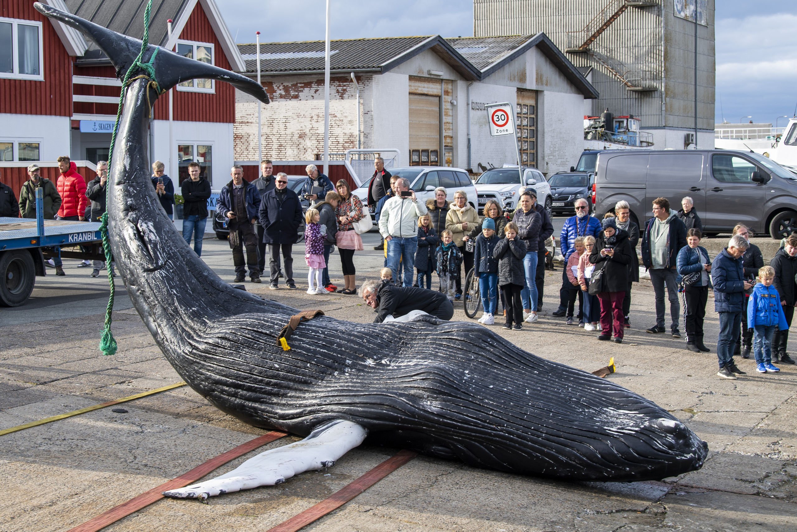 Pukkelhval gik i net ved Skagen: Dykker fik et chok