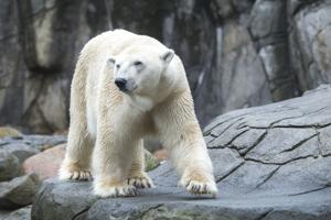 Kæmpeisbjørn vandrede rundt i Vendsyssel