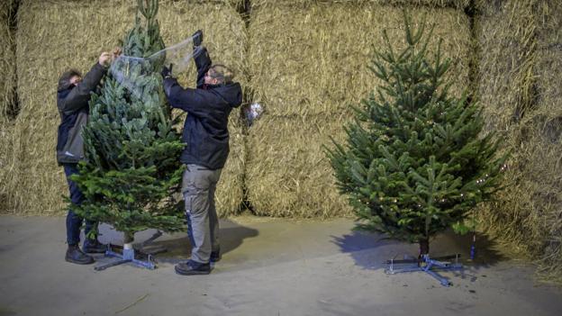 Graver Kirsten Byrialsen (tv) og gravermedhjælper Helle Henriksen i gang med at pakke en af de mange juletræer ud af det omsluttende net. Foto: Martin Damgård