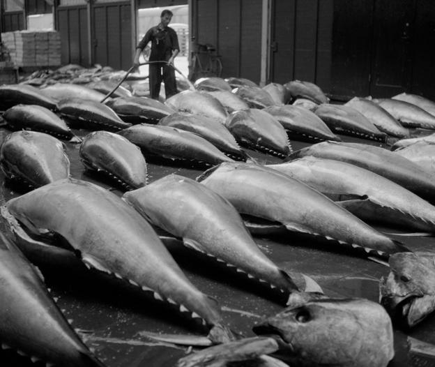 Fra 1920’erne og til 1960’erne var fangst af tun en stor indtægt for fiskerne i Skagen. Tun i lange rækker var ikke noget særsyn.  <i>Arkivfoto: Scanpix</i>