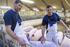 Økologi eller ej: Unge brødre har succes med alternativ gris