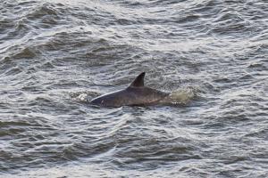 Se videoen: Ny flok af delfiner set i Limfjorden