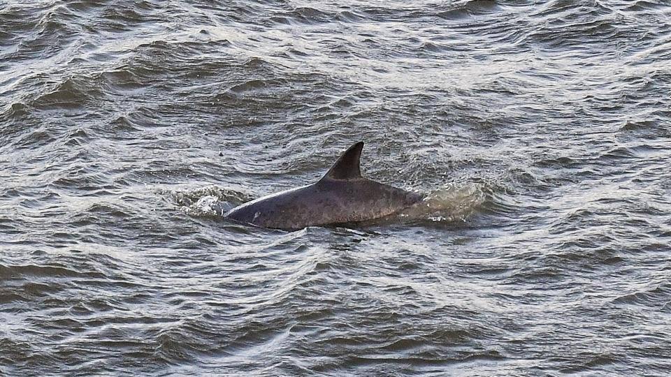 Indtil nu har der kun været en delfin i havnen i Aalborg, men ikke lagt derfra, ved indsejlingen til fjorden, har der de seneste dage været en hel flok på cirka fem øresvin. Arkivfoto: Claus Søndberg <i>Claus Søndberg</i>