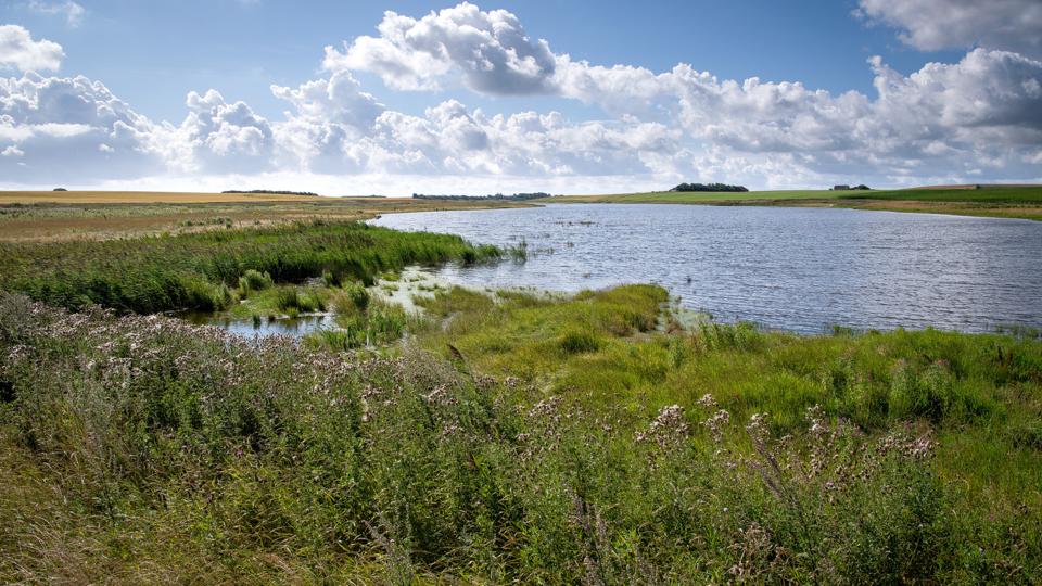 Da Landbrugsstyrelsen udbød knap 150 hektar vådområde på Nordmors til salg i 2018, blev nogle af buddene afvist, fordi de var for lave. Arkivfoto
