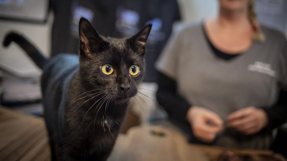 Balou er syv måneder gammel og spiller urmagerens kat i Julemandens Datter 2. Foto: Martin Damgård