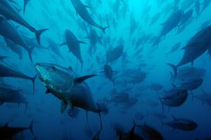 Fiskeriminister: Både lyst- og erhvervsfiskere skal fange blåfinnet tun