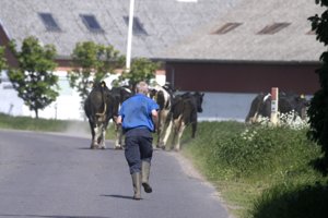 Politi advarer: Køer nær hovedvej ved Brønderslev