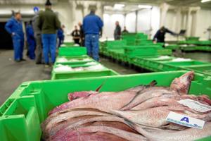 Politikere siger nej til at kaste 900.000 kroner efter fisk: Det er ikke en kommunal opgave
