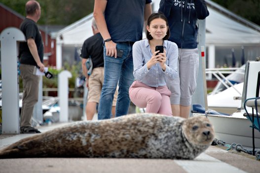 Smil til fotografen! Sælen, som nogle har døbt Luffe, har efterhånden fået sit eget liv på de sociale medier. Arkivfoto: Bente Poder