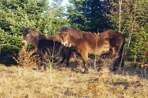 Fredag bliver naturen i Nordjylland lidt vildere: 20 heste slippes løs