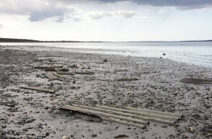 Efter fund ved Limfjorden: Nu spærres området af