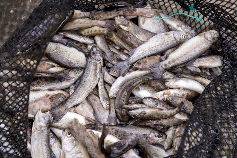 Seks dambrugsejere i Jylland har indtil nu fået konstateret fiskevirussen IHN i deres bestande. Arkivfoto: Lars Pauli