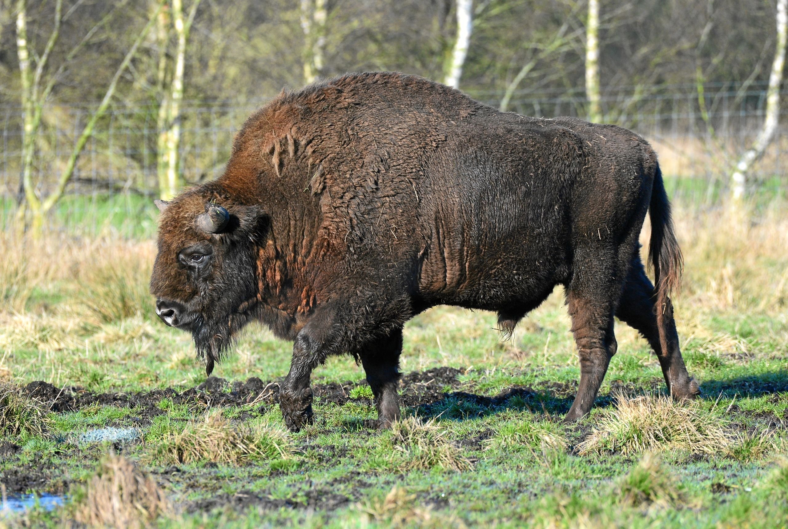 Vildmosens flotte bisontyr blev aflivet: Den var for farlig for mennesker