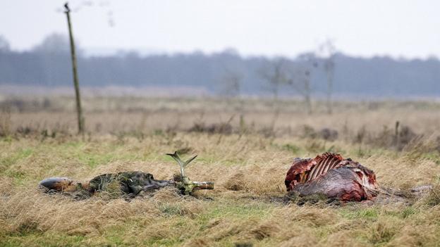 De to døde dyr skal udstoppes, men deres kødelige rester blev en ekstra julegave for rovfuglene i Lille Vildmose. Foto: Lars Pauli <i>Foto: Lars Pauli</i>