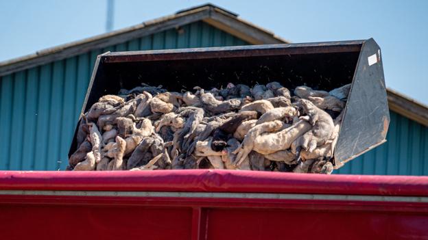For mange minkavlere var det en stærkt traumatiserende oplevelse at se deres erhverv blev lagt i graven.Foto: Kim Dahl Hansen <i>Kim Dahl Hansen</i>