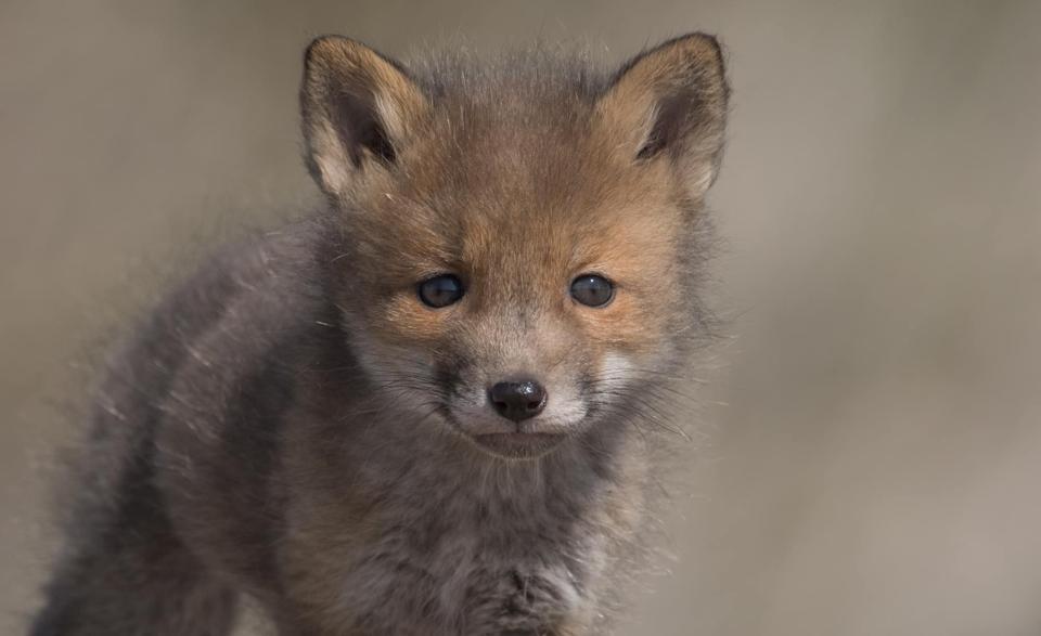 Ræveunge fra Lille Vildmose <i>Foto: Ole Sanvig Knudsen</i>