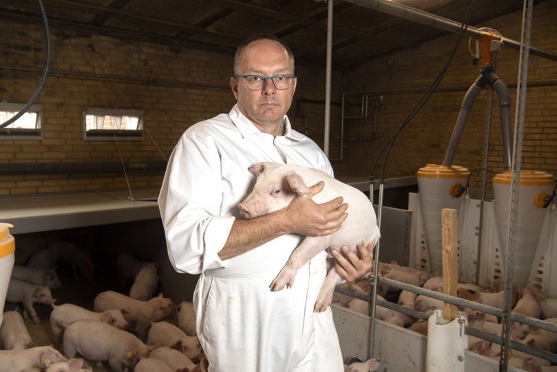 Ligesom Torben Farum er landets svineproducenter ramt af, at prisen på grise næsten er kollapset. Danske Svineproducenter beskriver det som en "katastrofal stemning". <i>Foto:Henrik Simonsen</i>