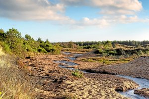 Holdninger i kog: Foreslår lokal "folkeafstemning" om naturnationalpark i Thy