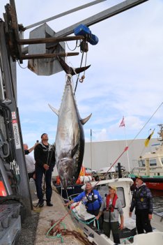 Her løftes den knap 246 kilo tunge tun i land i Skagen. Foto: Line Dam